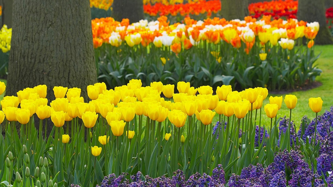 Hermoso fondo de pantalla Flores (3) #43 - 1366x768