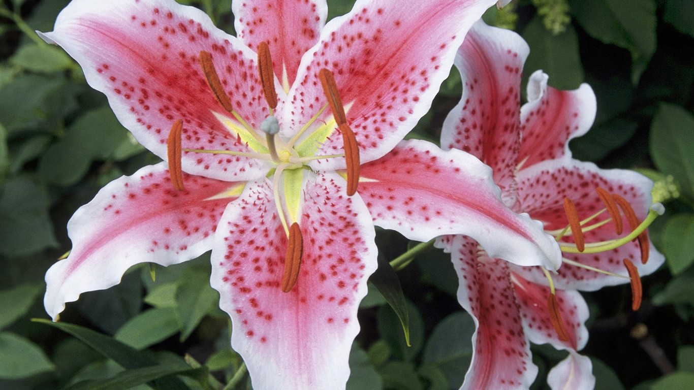 Belles fleurs fonds d'écran (3) #46 - 1366x768