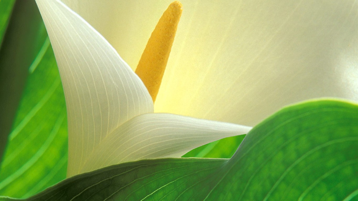 美麗鮮花桌面壁紙(三) #47 - 1366x768