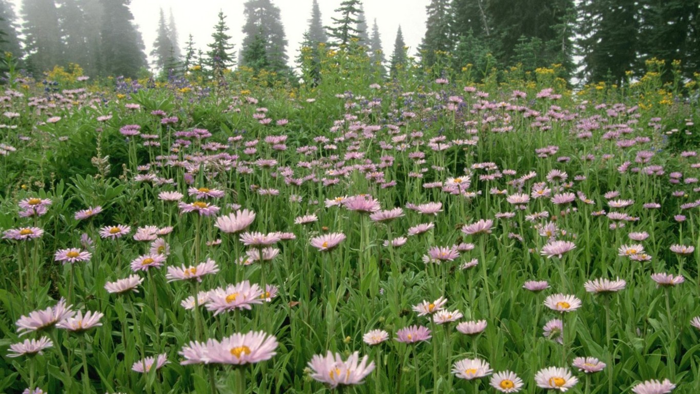 Belles fleurs fonds d'écran (3) #48 - 1366x768