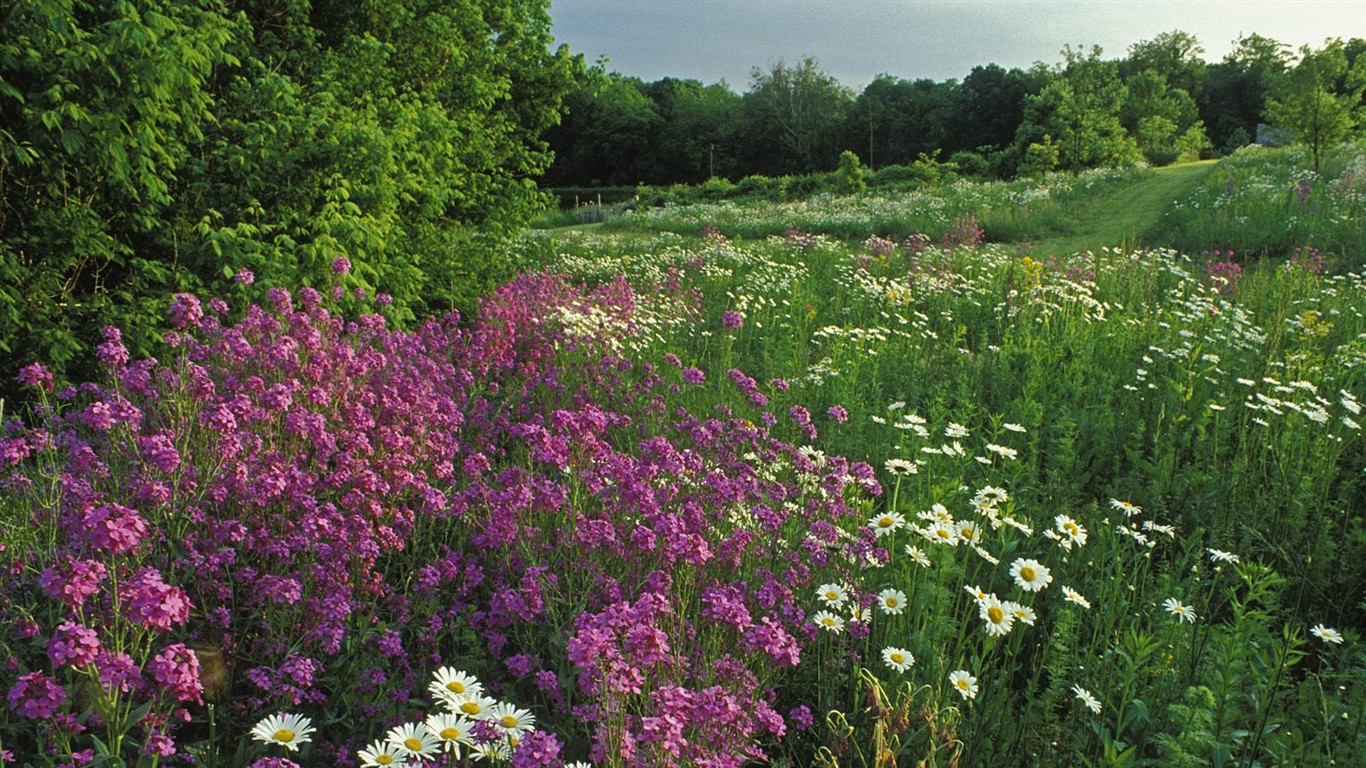 Belles fleurs fonds d'écran (3) #50 - 1366x768