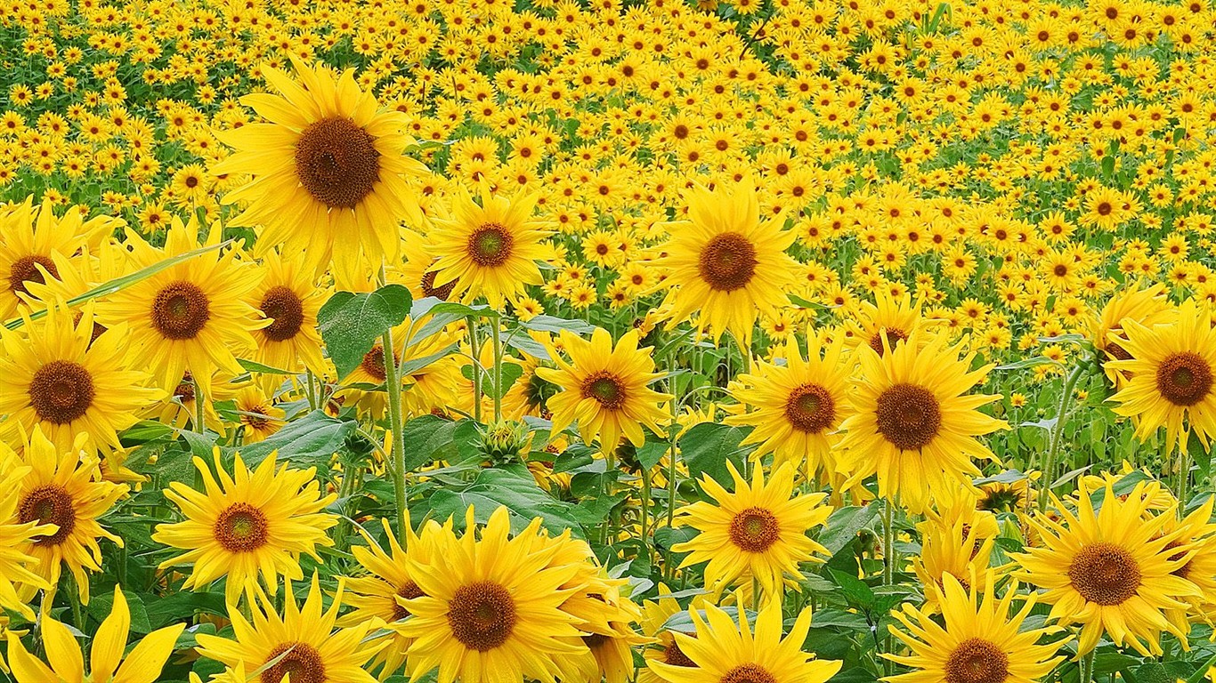 Belles fleurs fonds d'écran (3) #51 - 1366x768