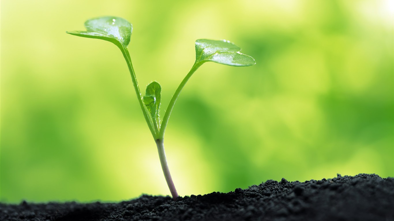 Sprout leaves HD Wallpaper (1) #7 - 1366x768