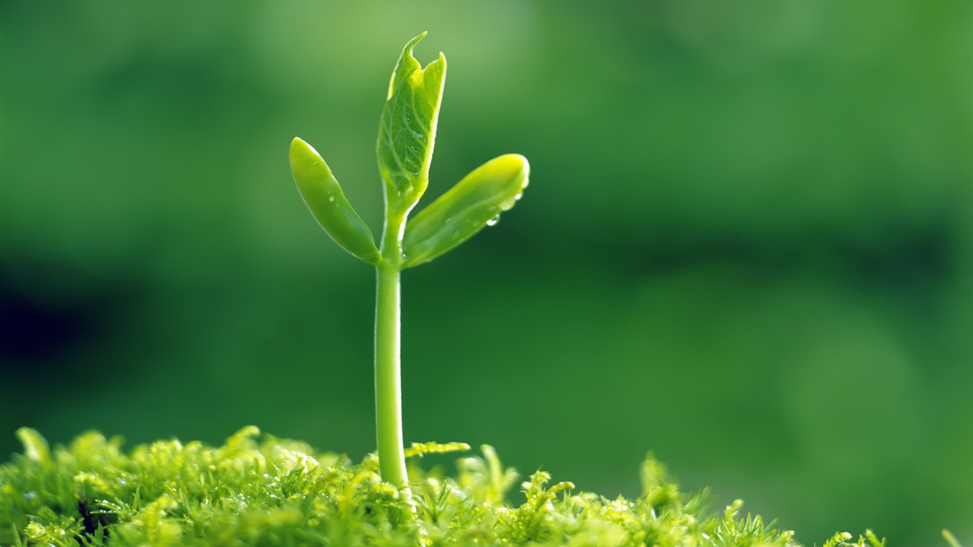 Sprout leaves HD Wallpaper (1) #25 - 1366x768