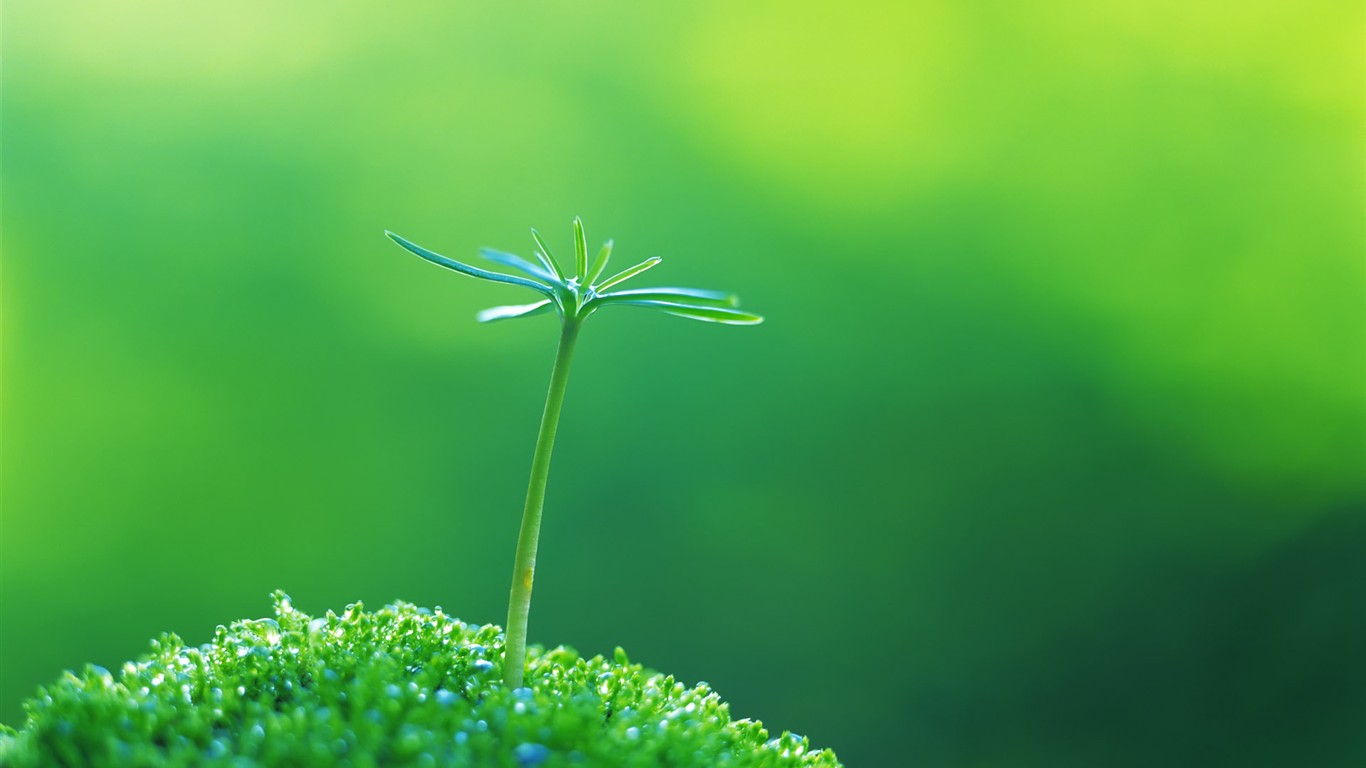 Sprout leaves HD Wallpaper (1) #26 - 1366x768
