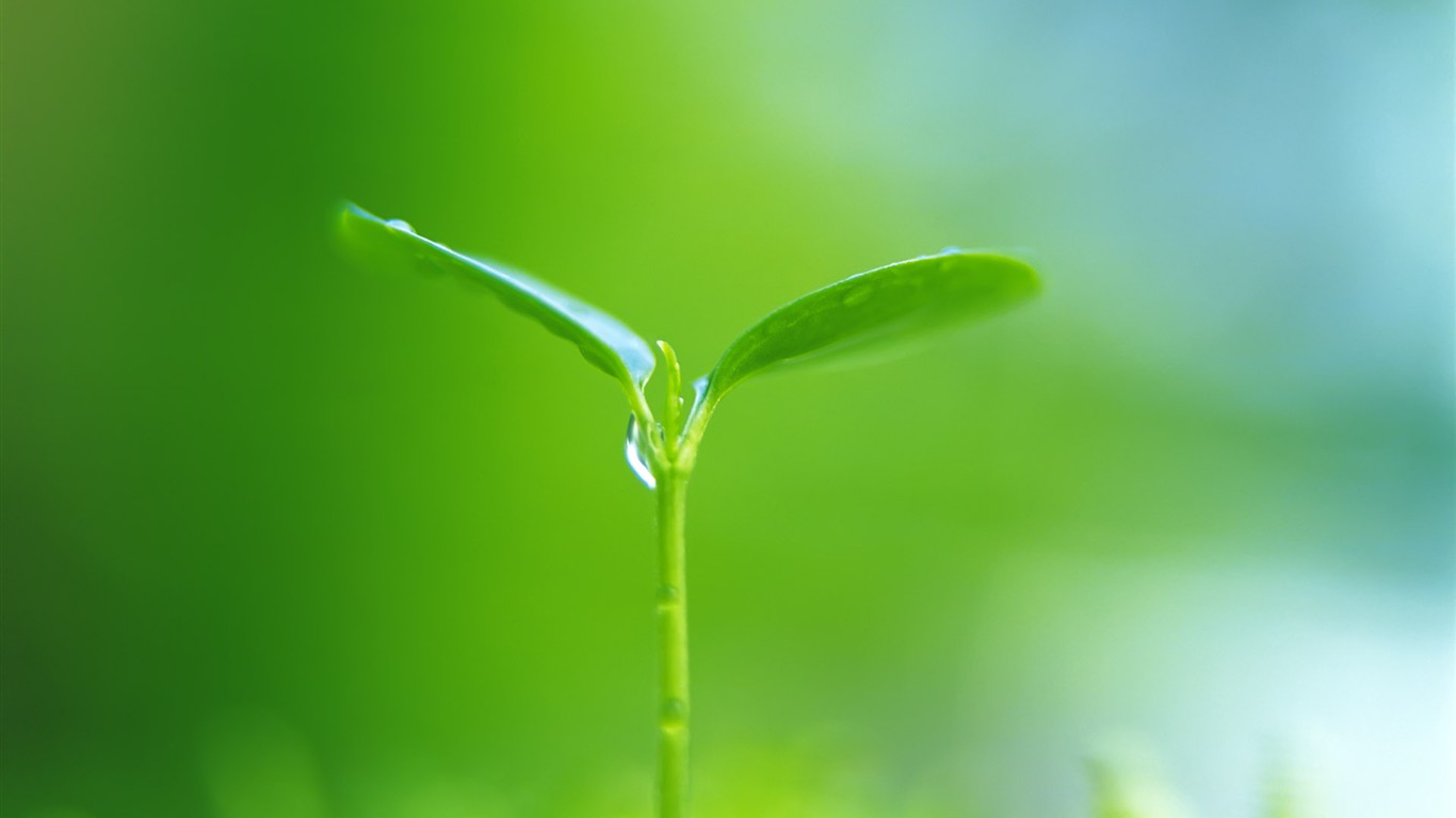Sprout leaves HD Wallpaper (1) #29 - 1366x768