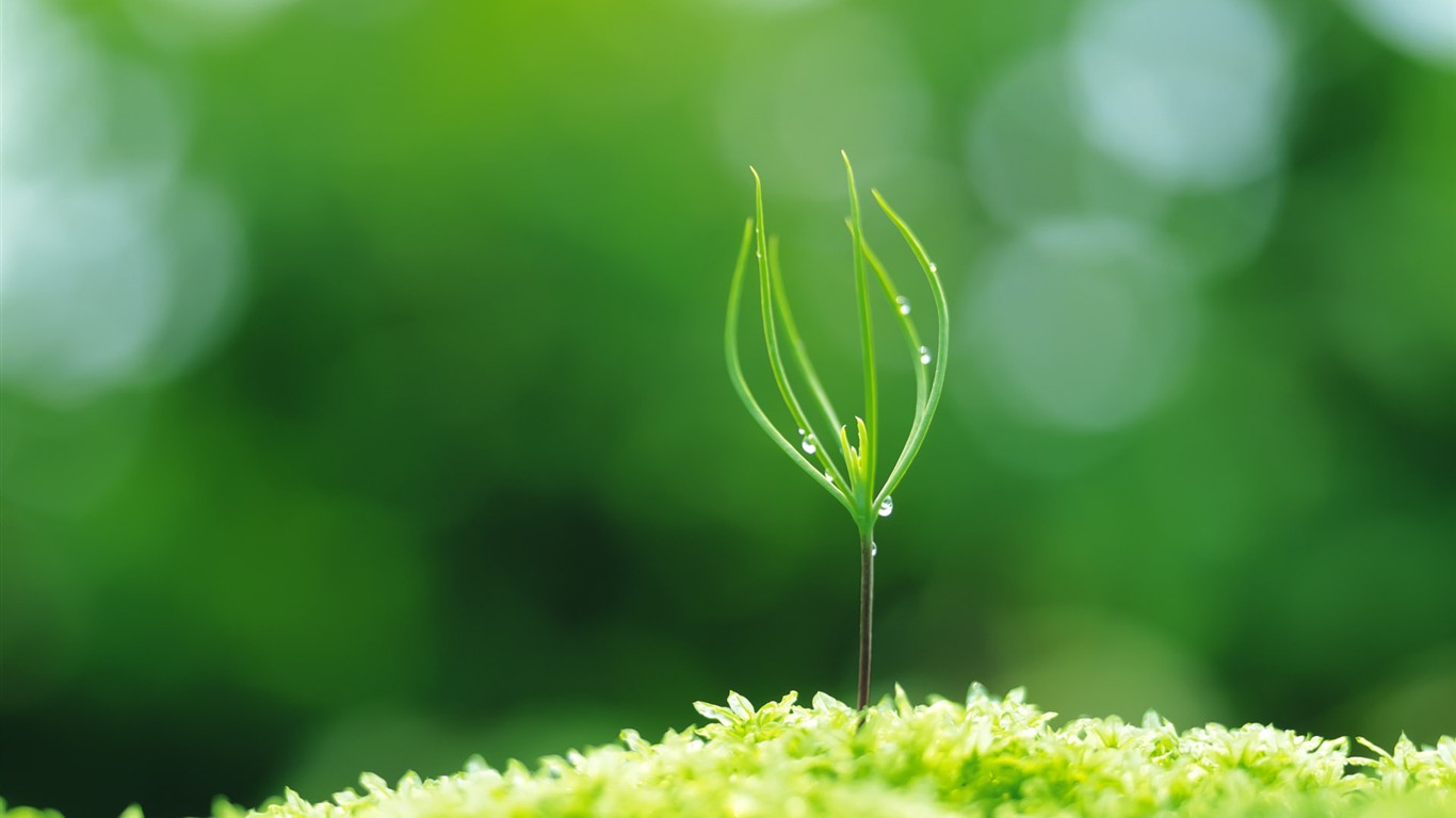 Sprout leaves HD Wallpaper (1) #30 - 1366x768