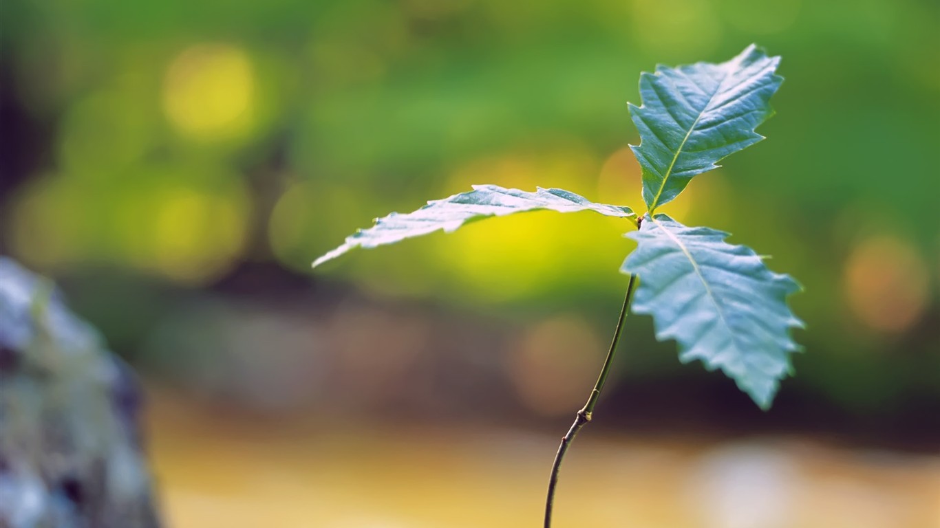 新芽嫩葉高清壁紙(一) #33 - 1366x768