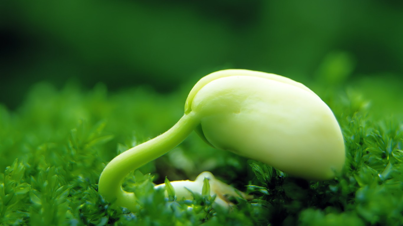新芽嫩葉高清壁紙(一) #38 - 1366x768