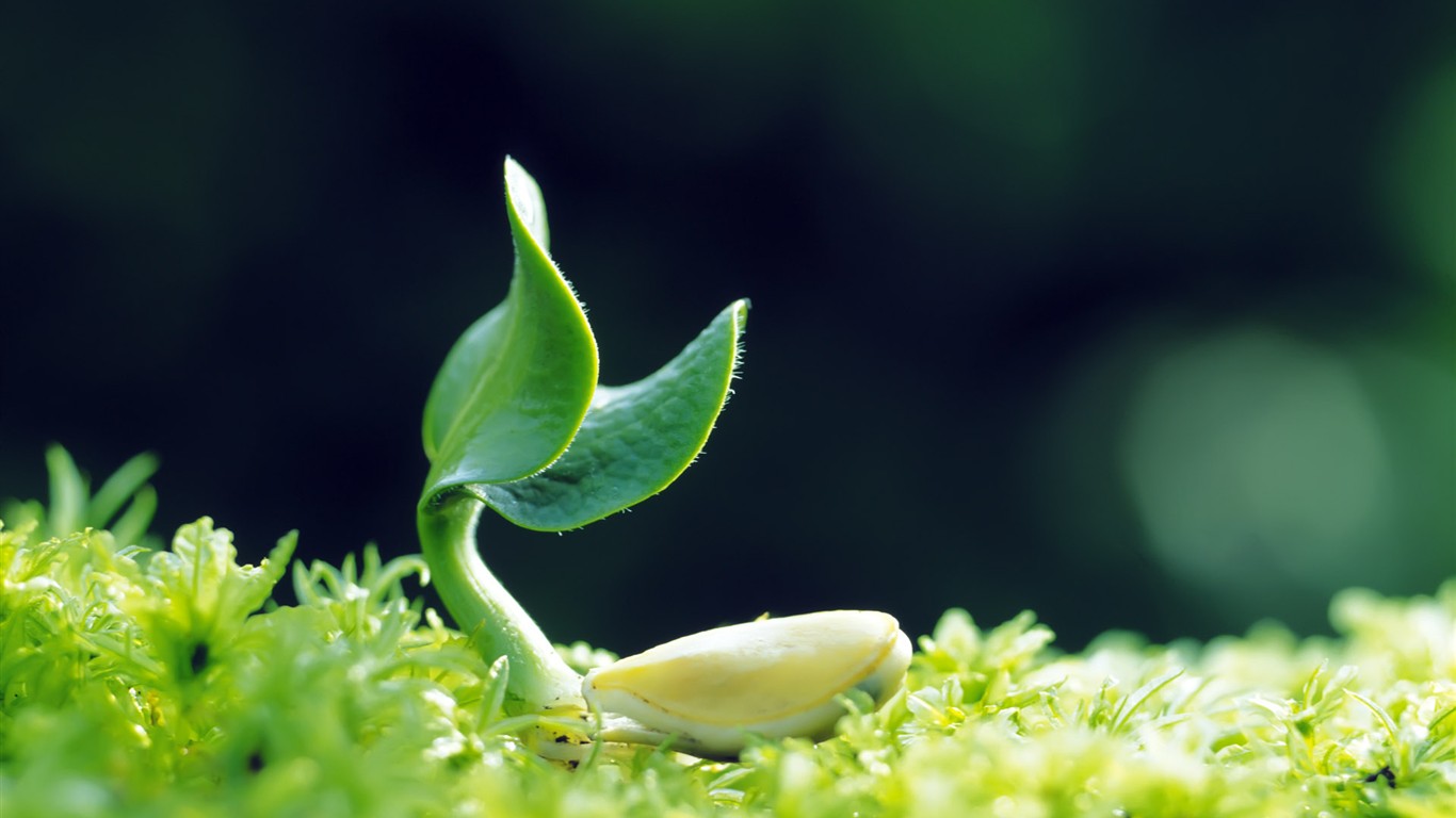 Sprout leaves HD Wallpaper (1) #39 - 1366x768