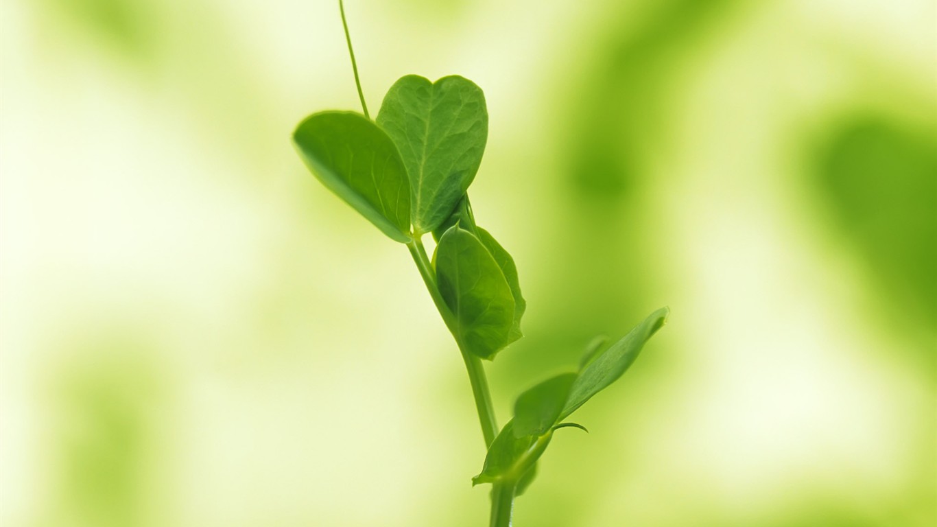 Sprout leaves HD Wallpaper (1) #40 - 1366x768