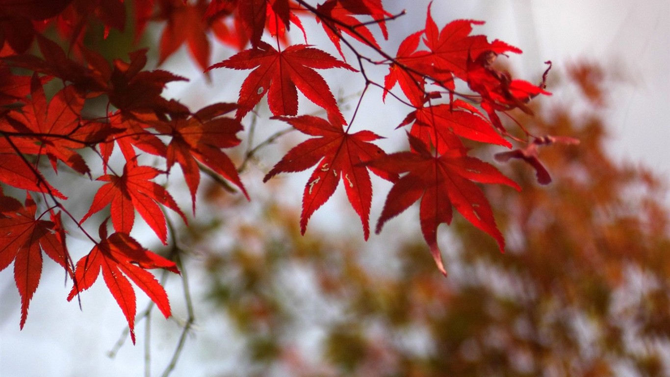 Japan Tour: Rokko Mountain leaves #1 - 1366x768