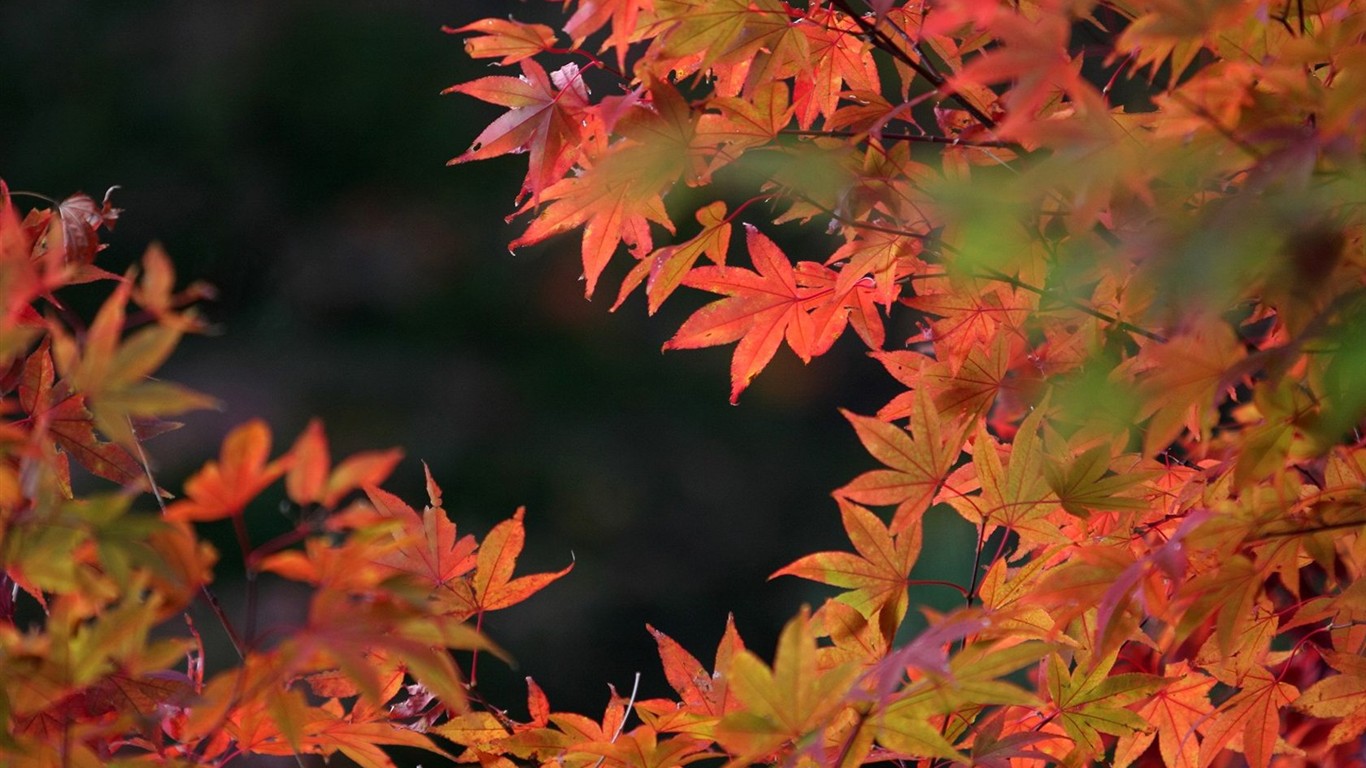 Japan Tour: Rokko Hory listy #2 - 1366x768
