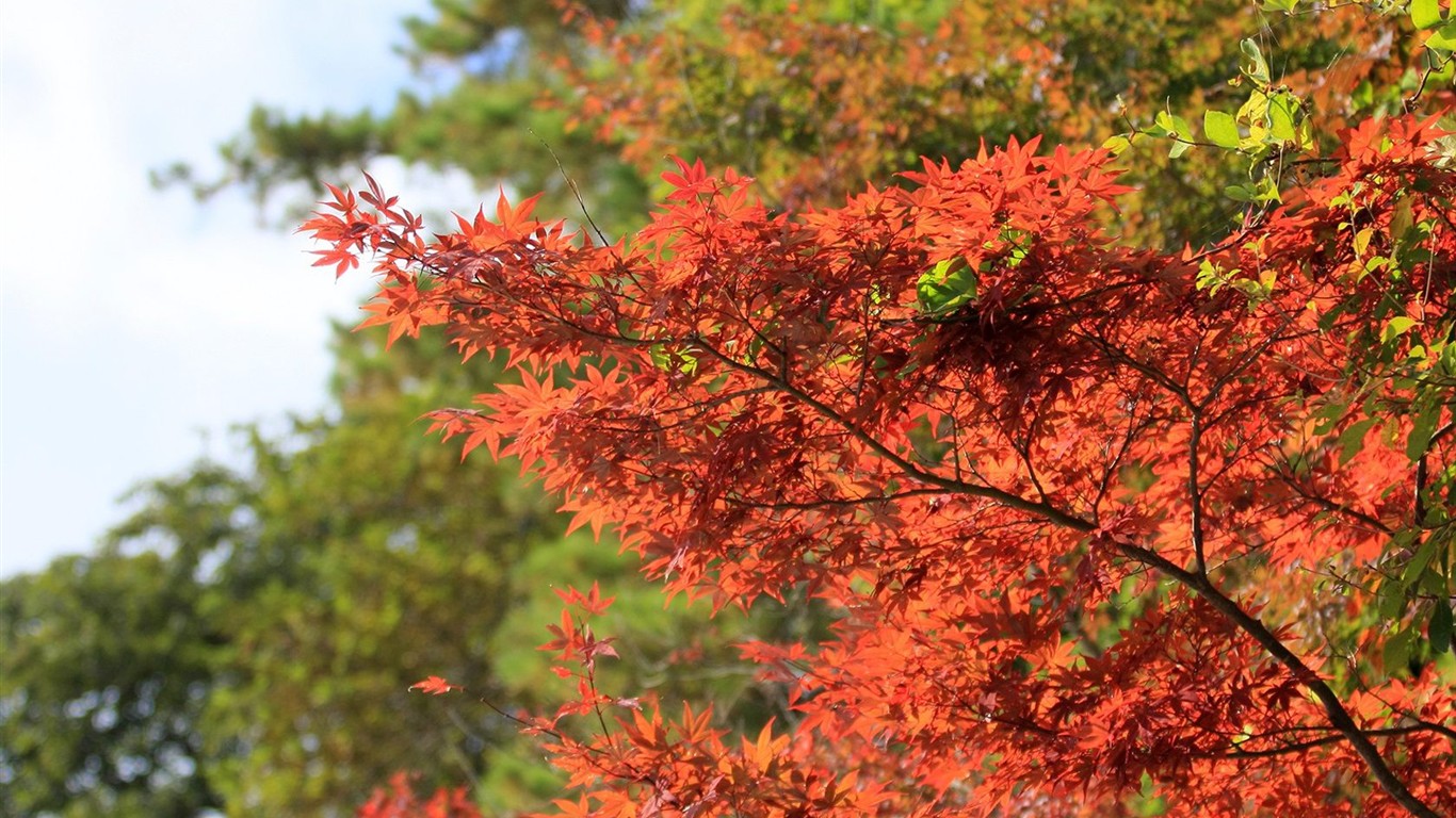 Japan Tour: Rokko Hory listy #3 - 1366x768