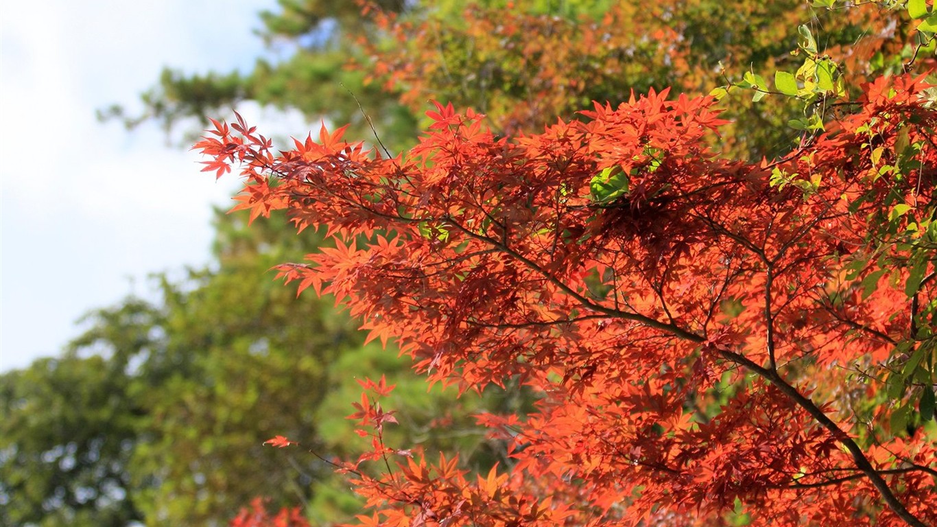 Japan Tour: Montañas Rokko hojas #3 - 1366x768