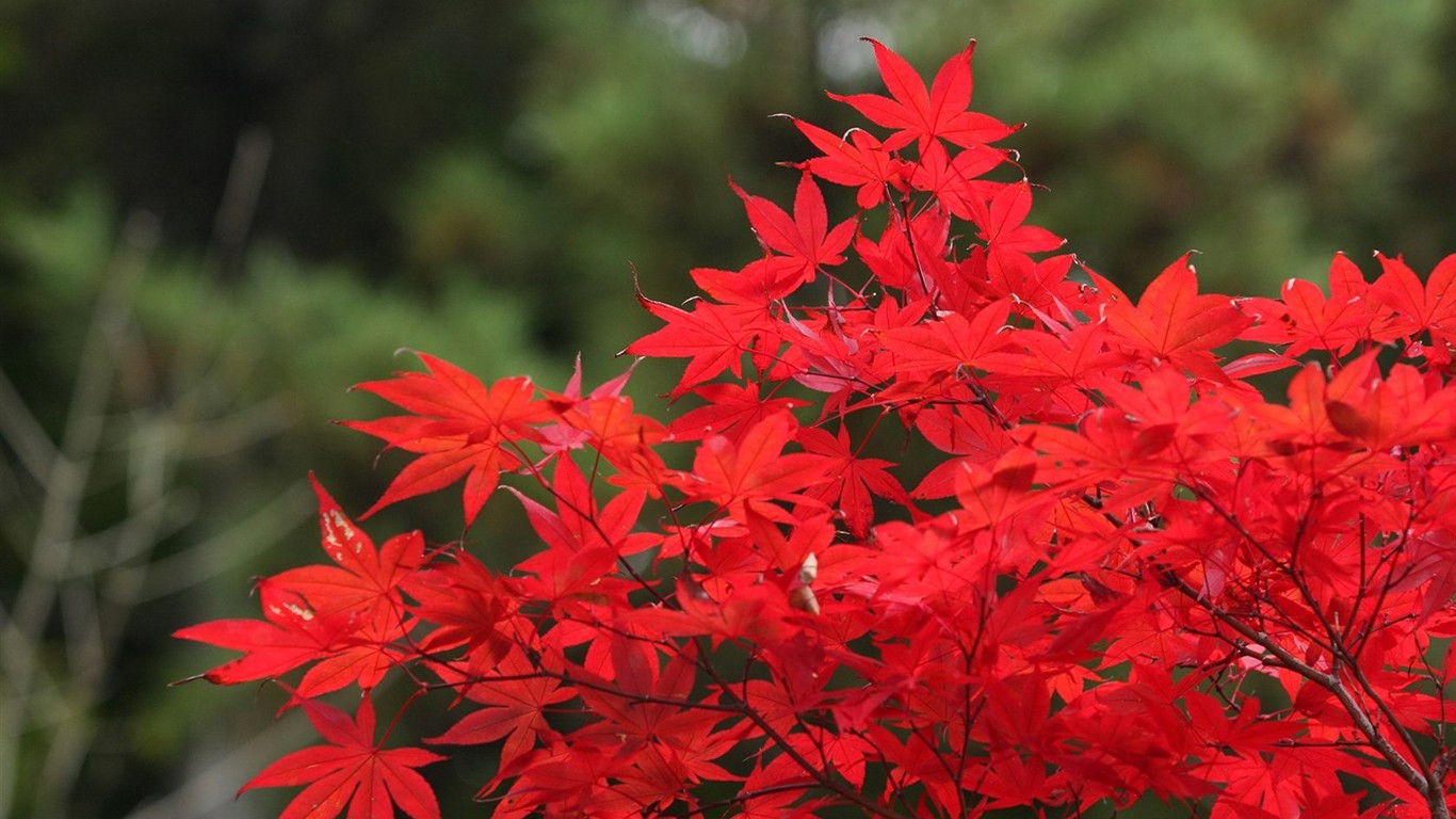 Japan Tour: Montañas Rokko hojas #4 - 1366x768