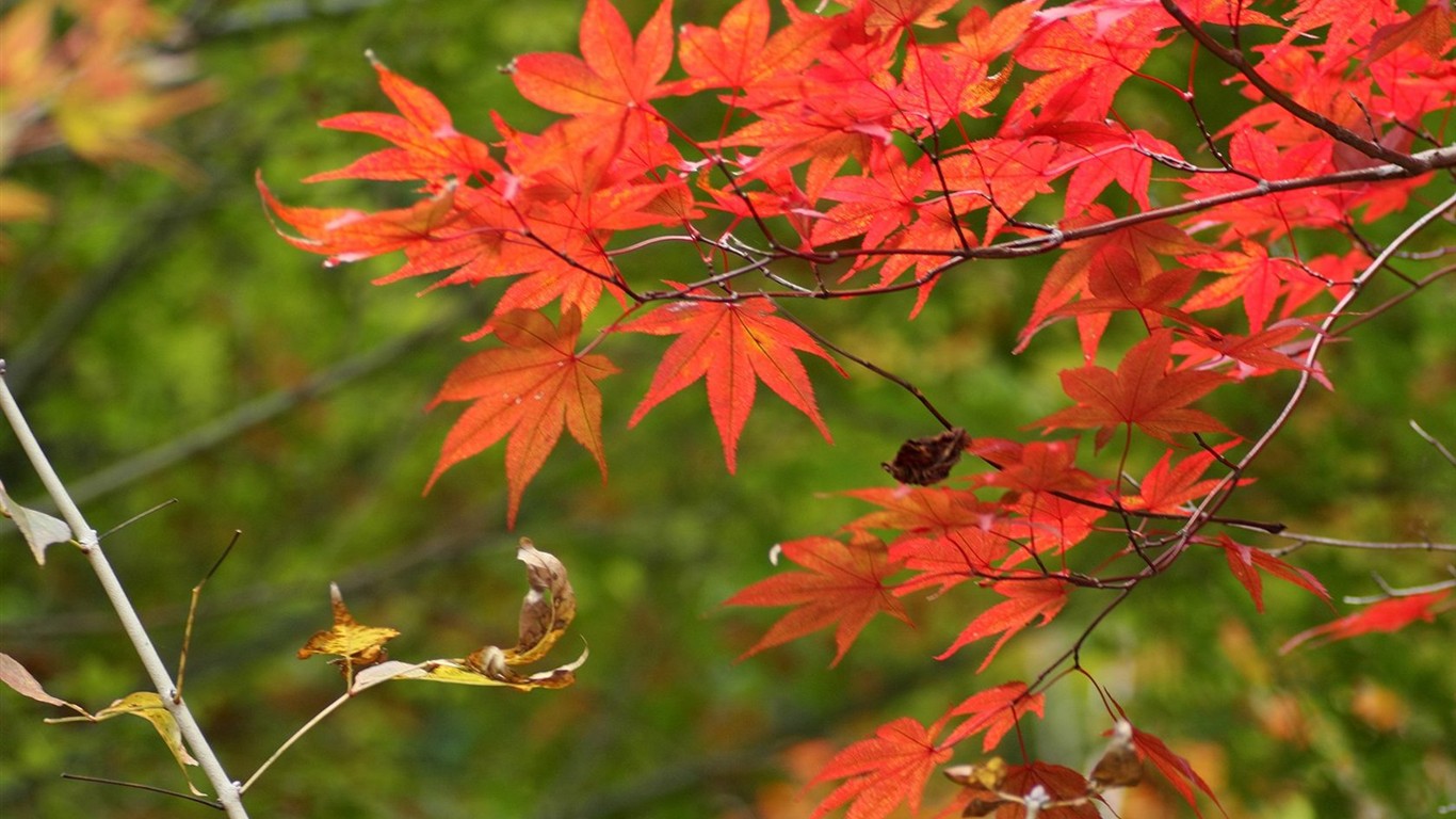 Japan Tour: Rokko Hory listy #5 - 1366x768