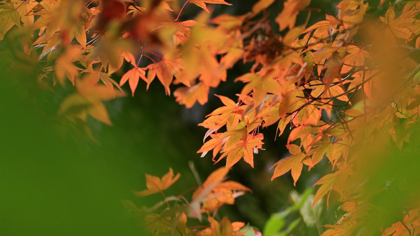 Japan Tour: Montañas Rokko hojas #6 - 1366x768