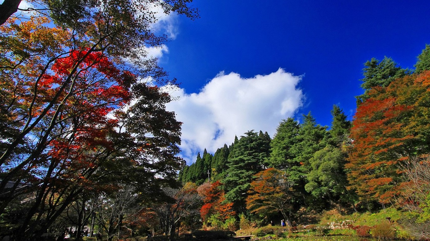 Japan Tour: Montañas Rokko hojas #10 - 1366x768