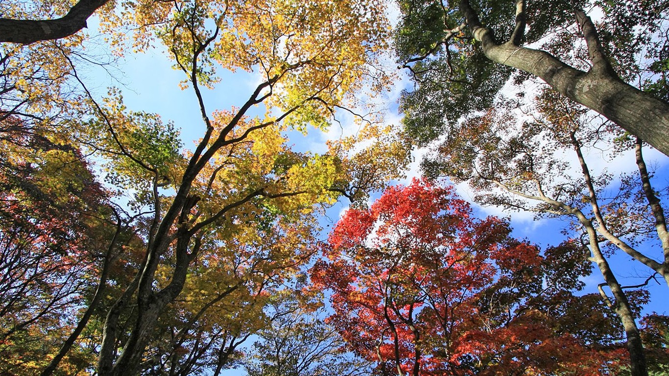 Japan Tour: Montañas Rokko hojas #11 - 1366x768
