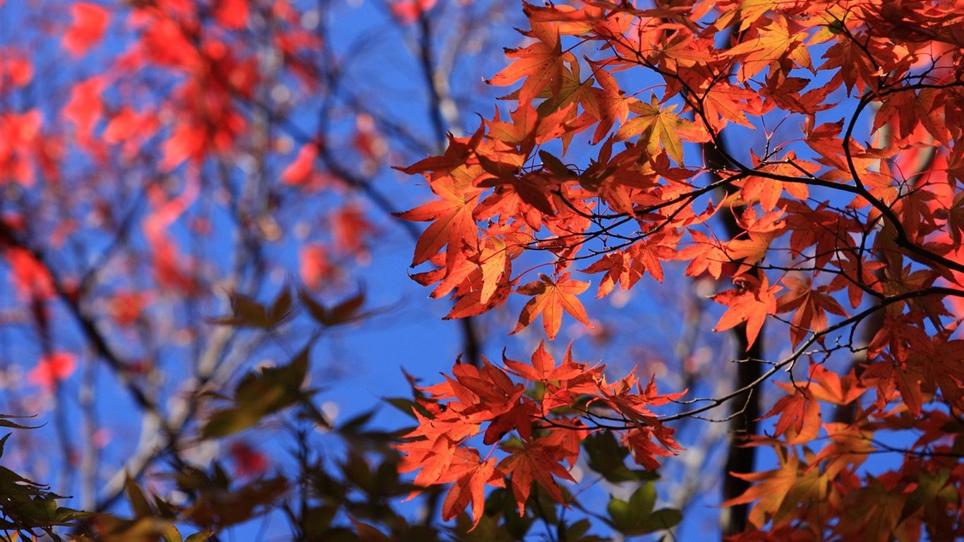 Japan Tour: Montañas Rokko hojas #13 - 1366x768