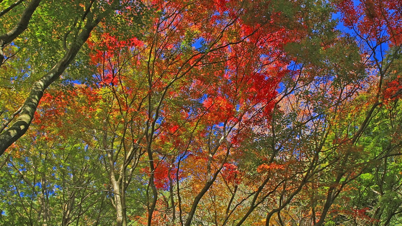 Japan Tour: Rokko Mountain leaves #14 - 1366x768