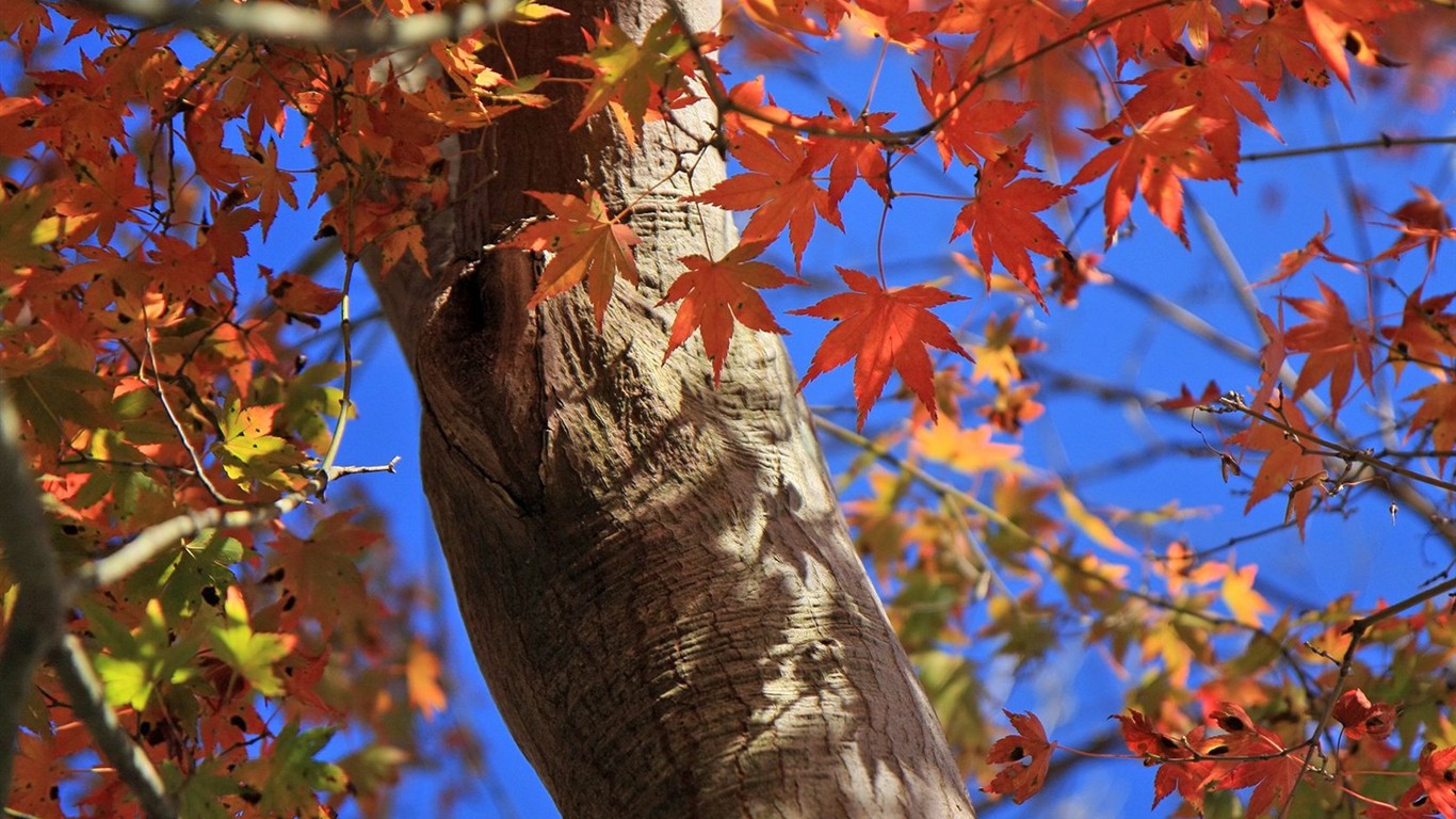日本之旅：六甲山之紅葉 #15 - 1366x768