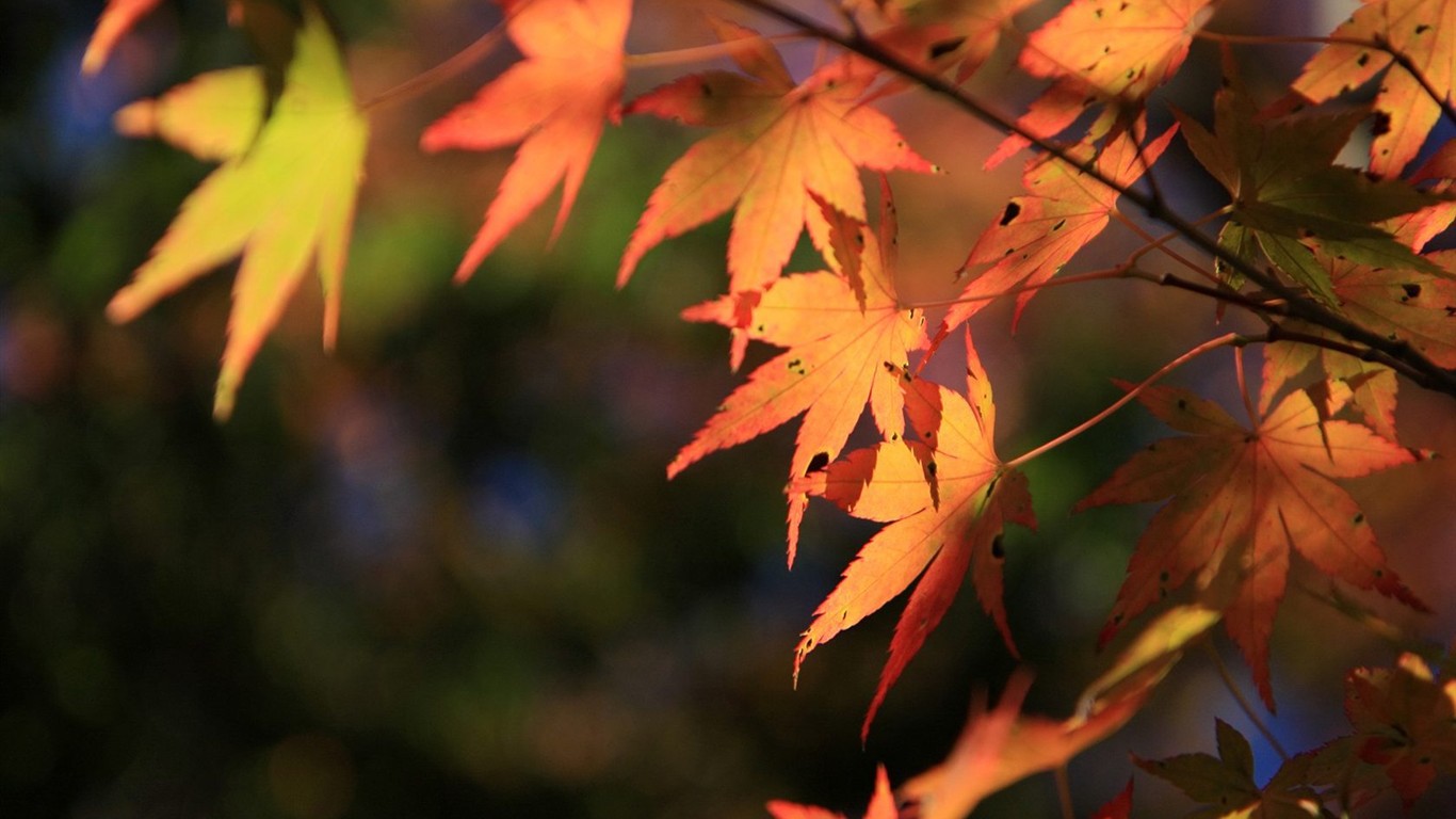 Japan Tour: Rokko Mountain leaves #16 - 1366x768