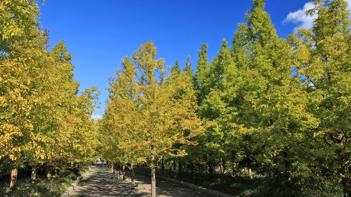 Japan Tour: Rokko Mountain leaves #17 - 1366x768