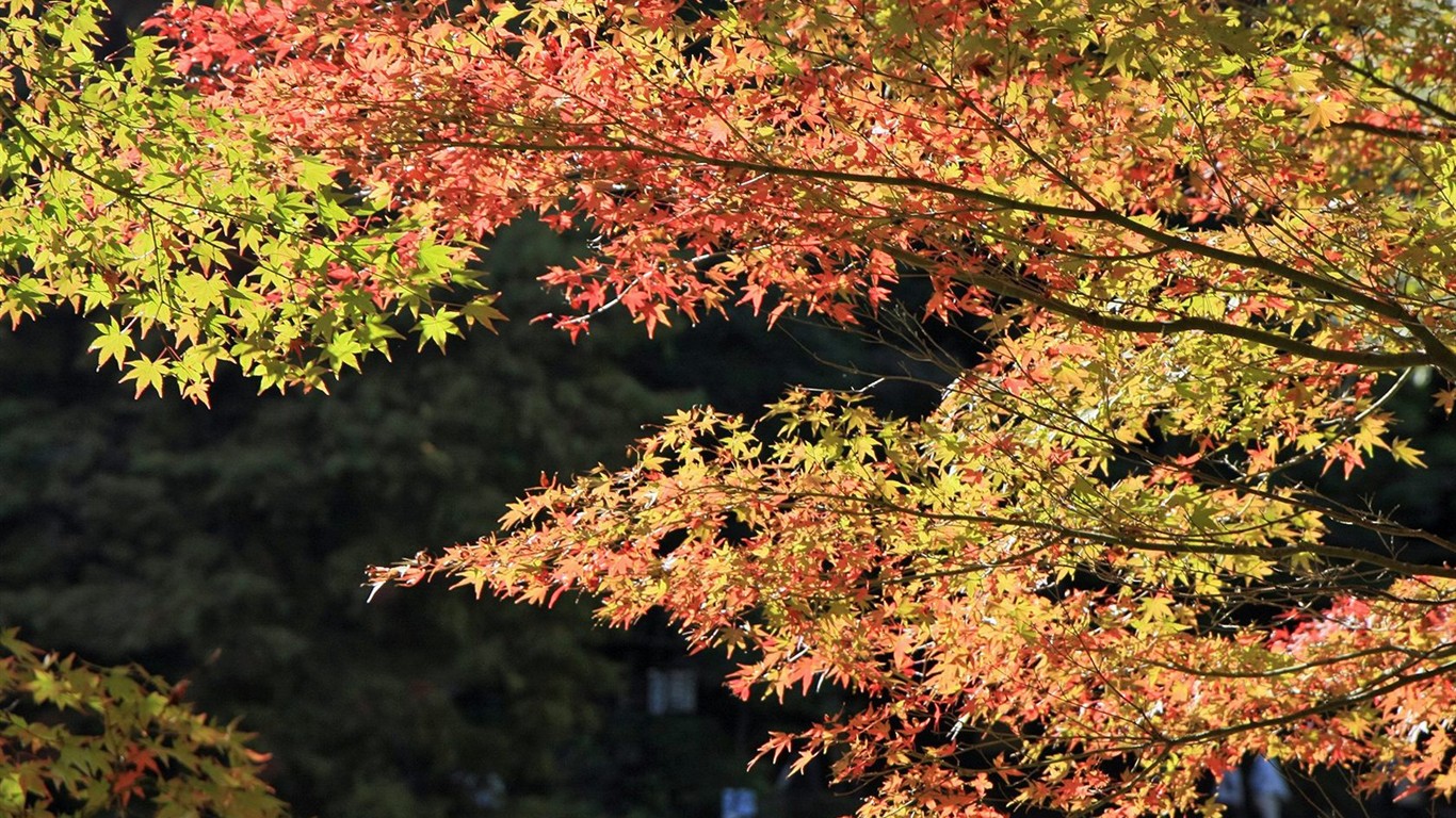 Japan Tour: Rokko Mountain leaves #18 - 1366x768