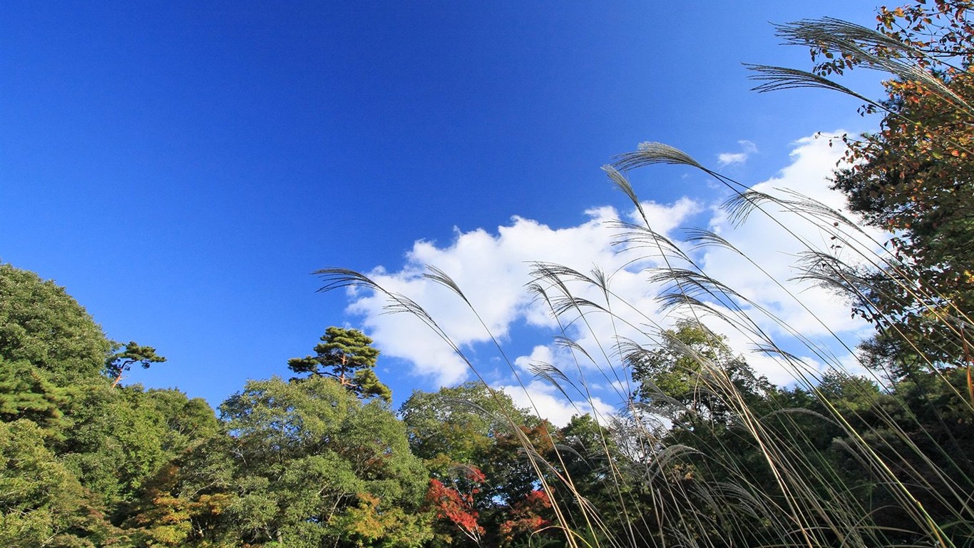 Japan Tour: Montañas Rokko hojas #21 - 1366x768