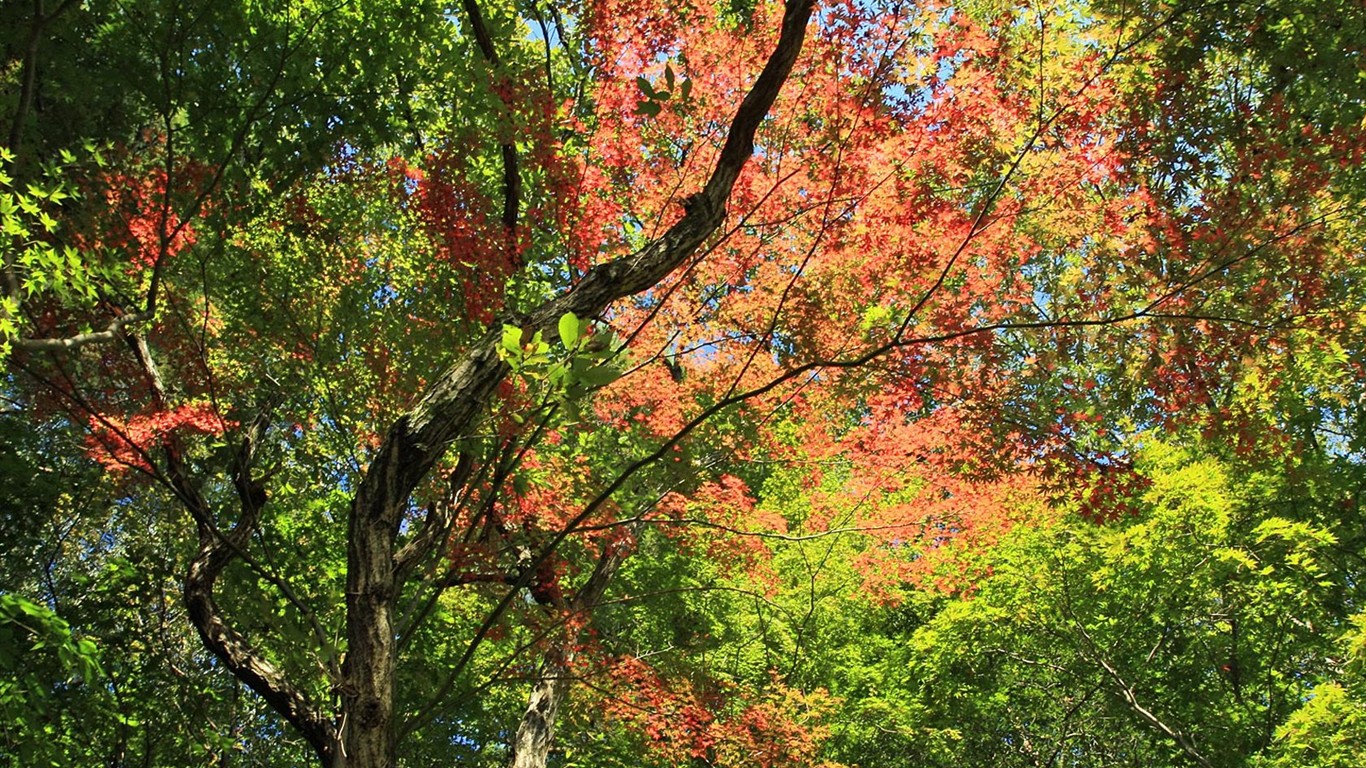 Japan Tour: Montañas Rokko hojas #22 - 1366x768