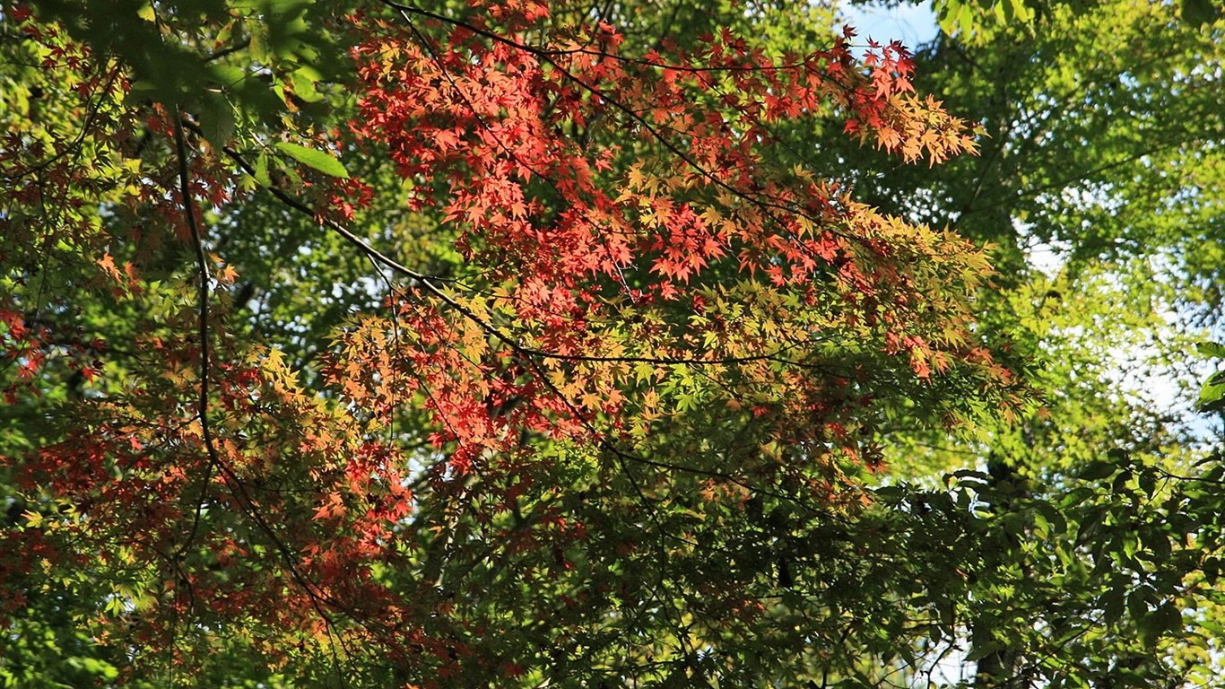 Japan Tour: Rokko Mountain leaves #23 - 1366x768