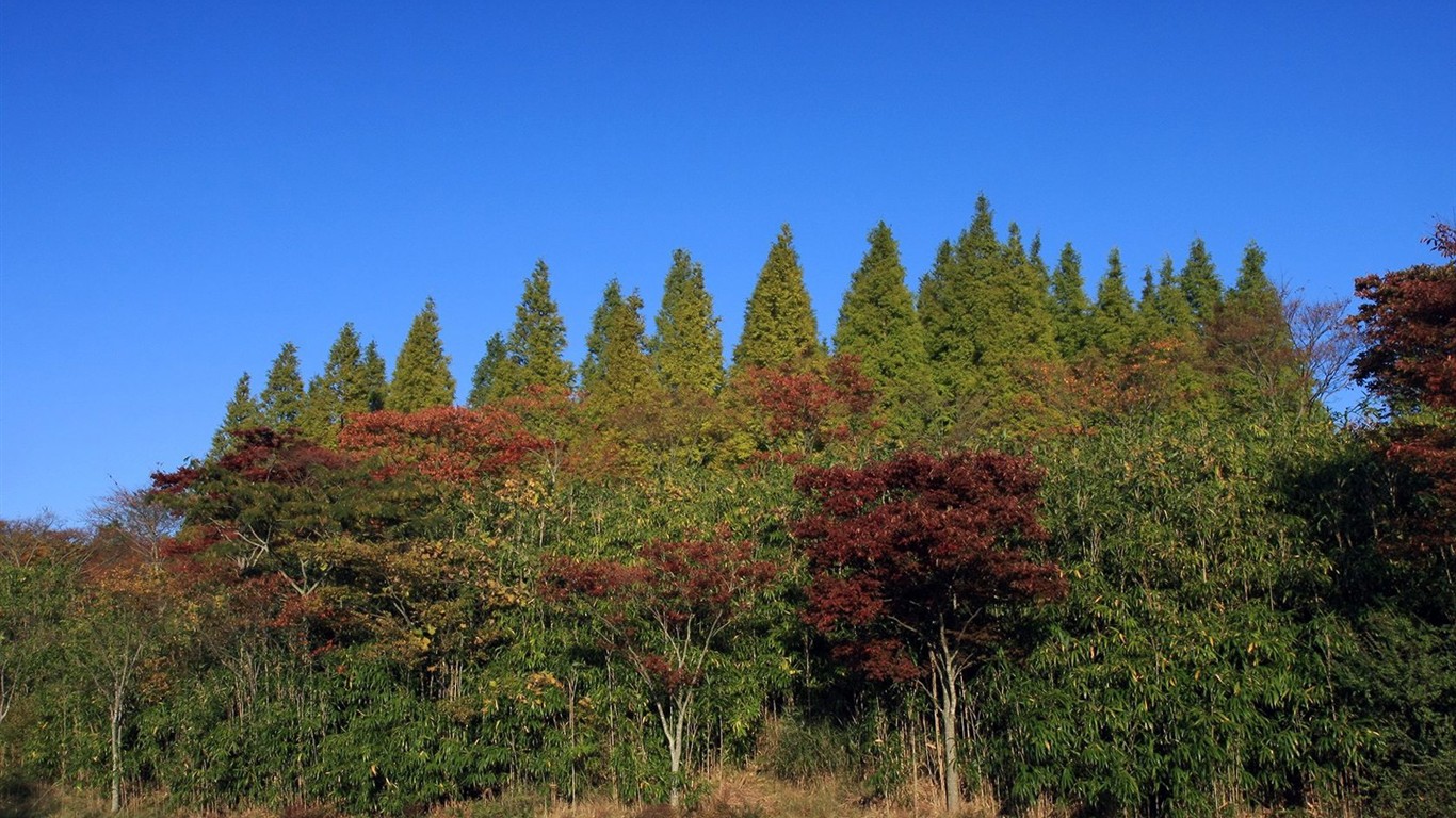 Japan Tour: Montañas Rokko hojas #24 - 1366x768