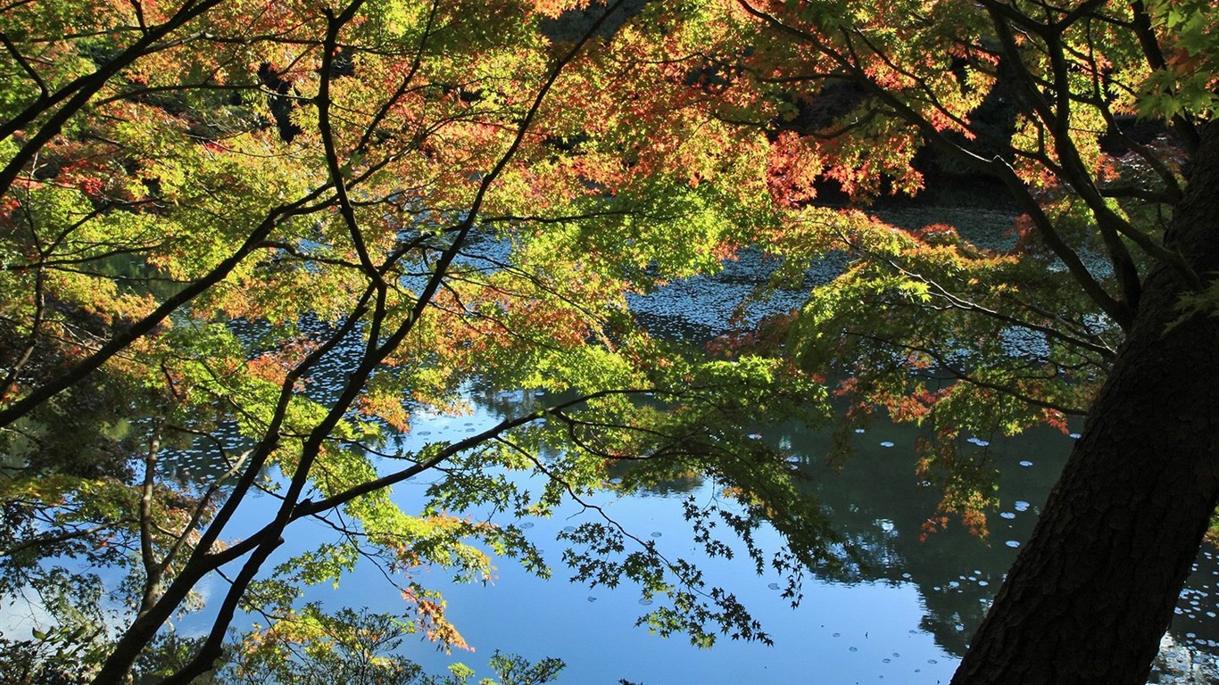 日本之旅：六甲山之紅葉 #25 - 1366x768