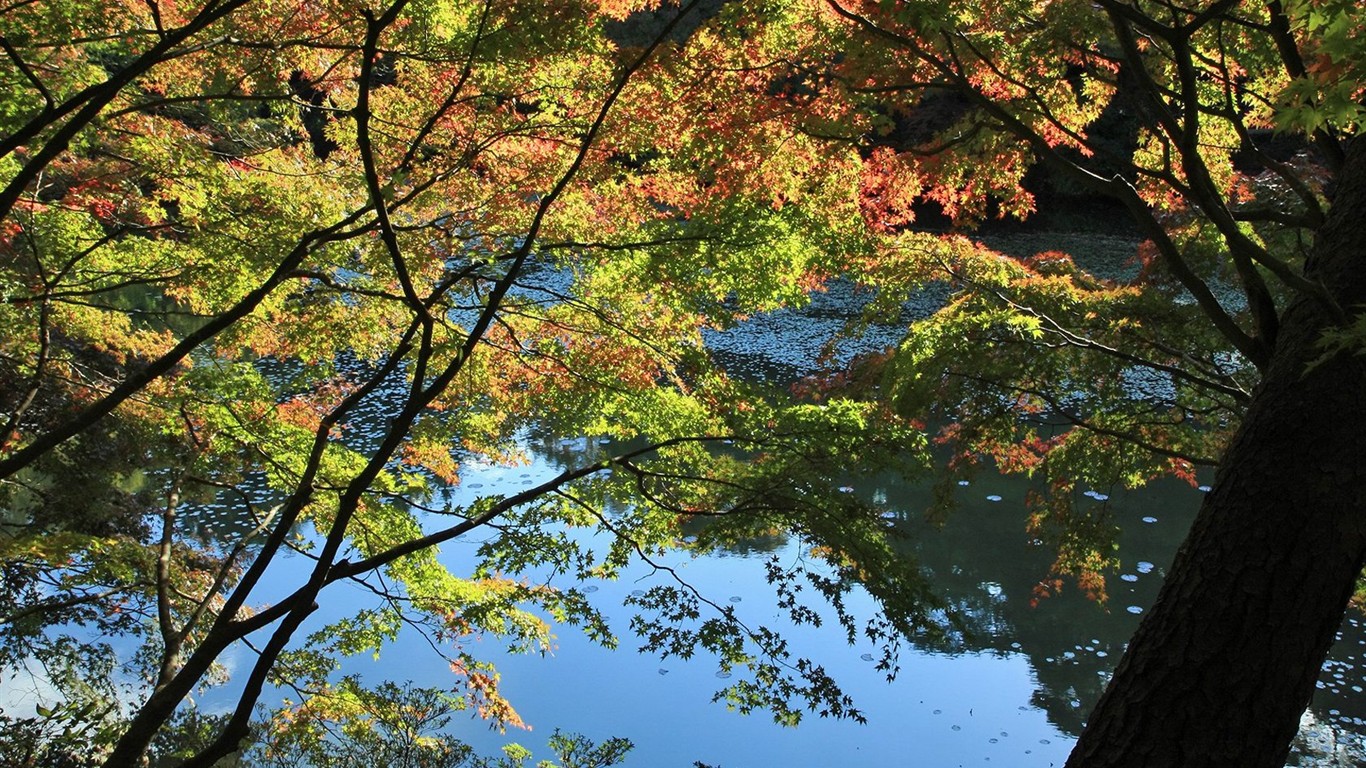 Japan Tour: Rokko Mountain leaves #25 - 1366x768