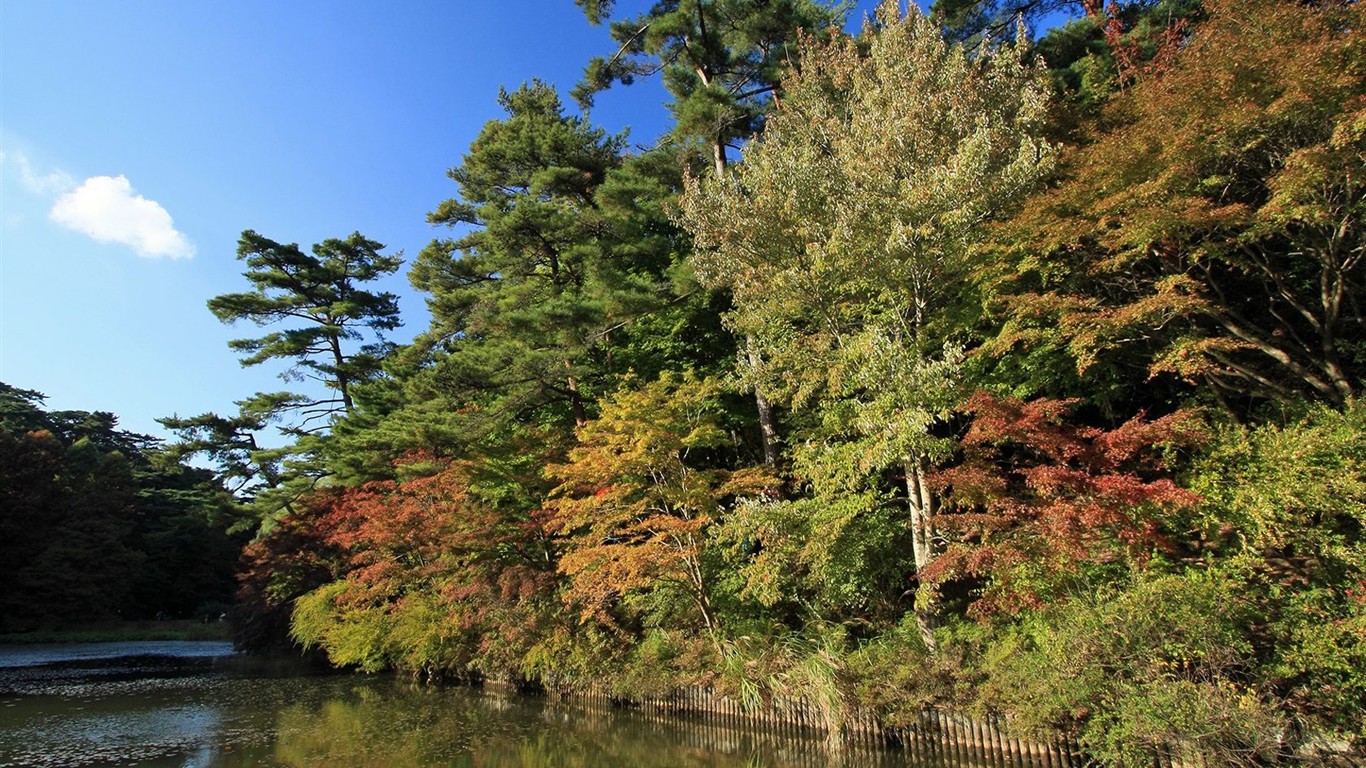 Japan Tour: Montañas Rokko hojas #26 - 1366x768