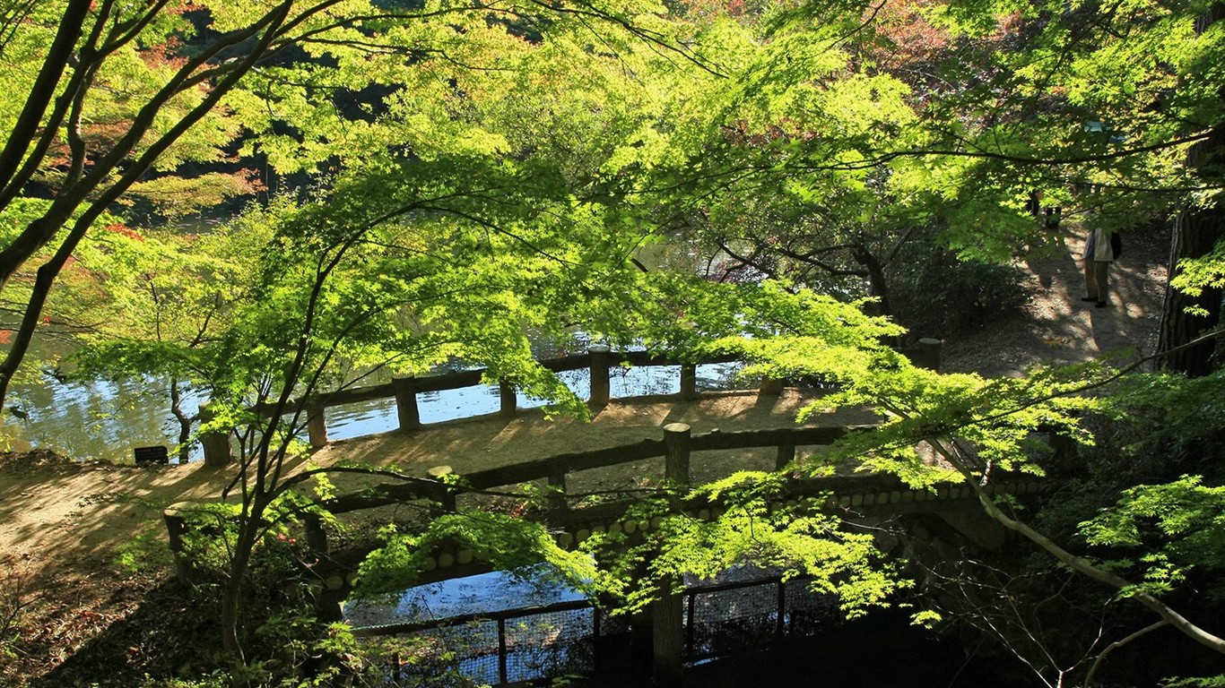 Japan Tour: Rokko Mountain leaves #27 - 1366x768