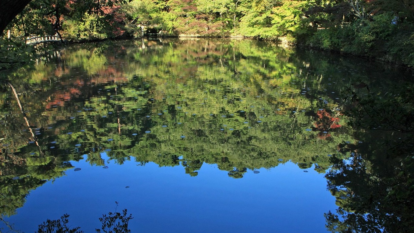 Japan Tour: Montañas Rokko hojas #29 - 1366x768