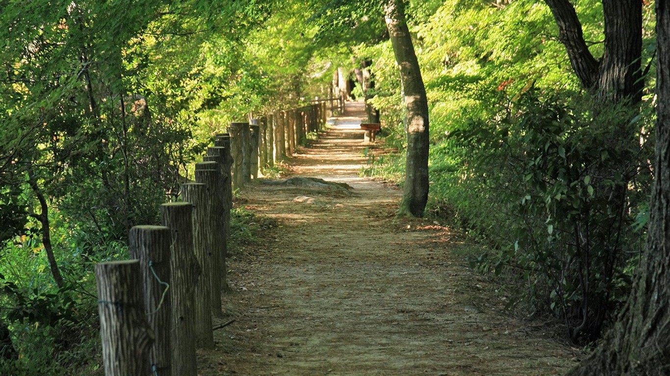 Japan Tour: Montañas Rokko hojas #31 - 1366x768