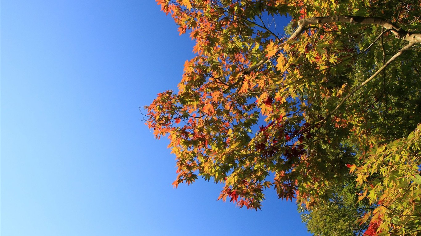 Japan Tour: Rokko Mountain feuilles #32 - 1366x768