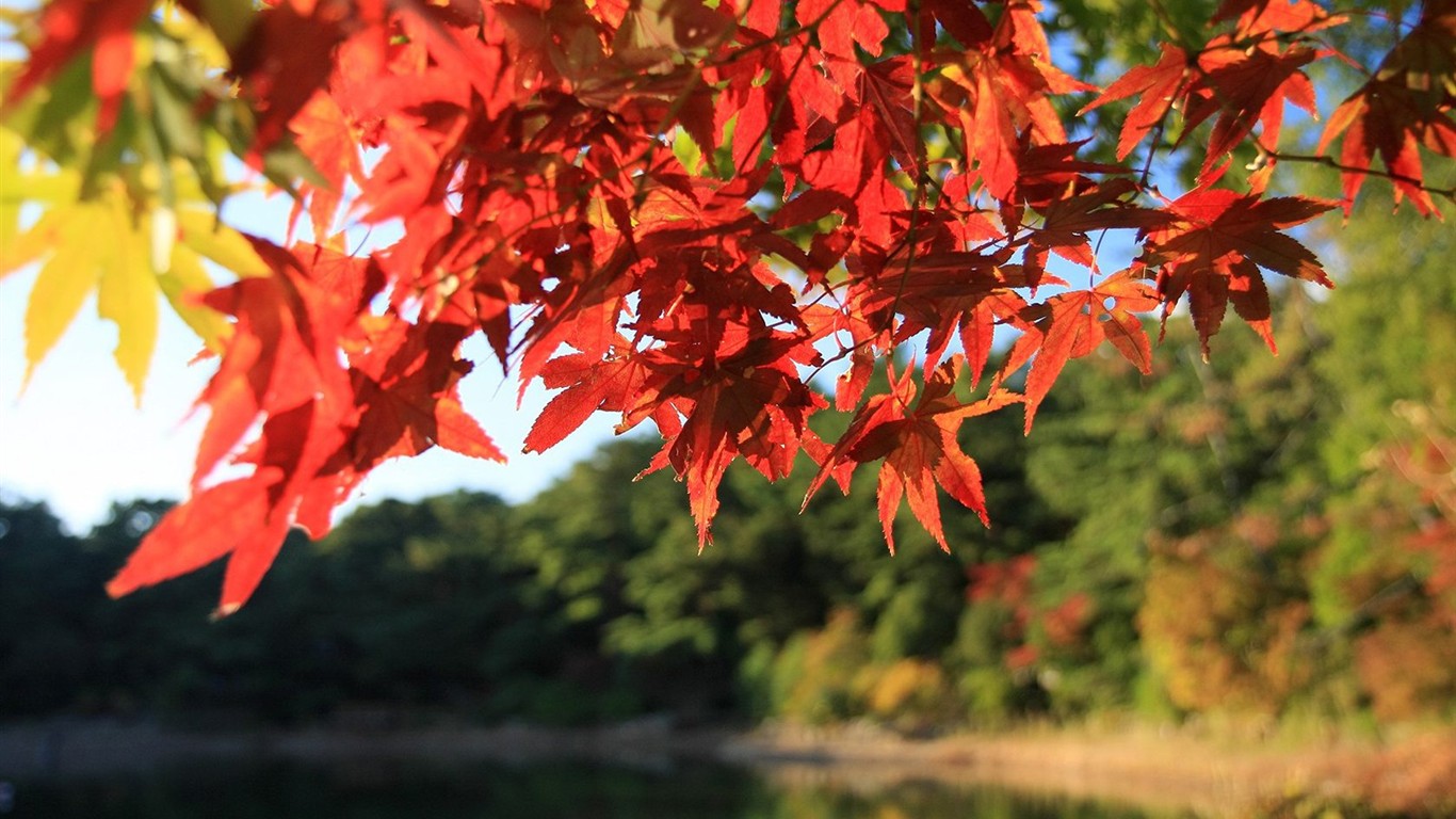 Japan Tour: Rokko Mountain leaves #33 - 1366x768