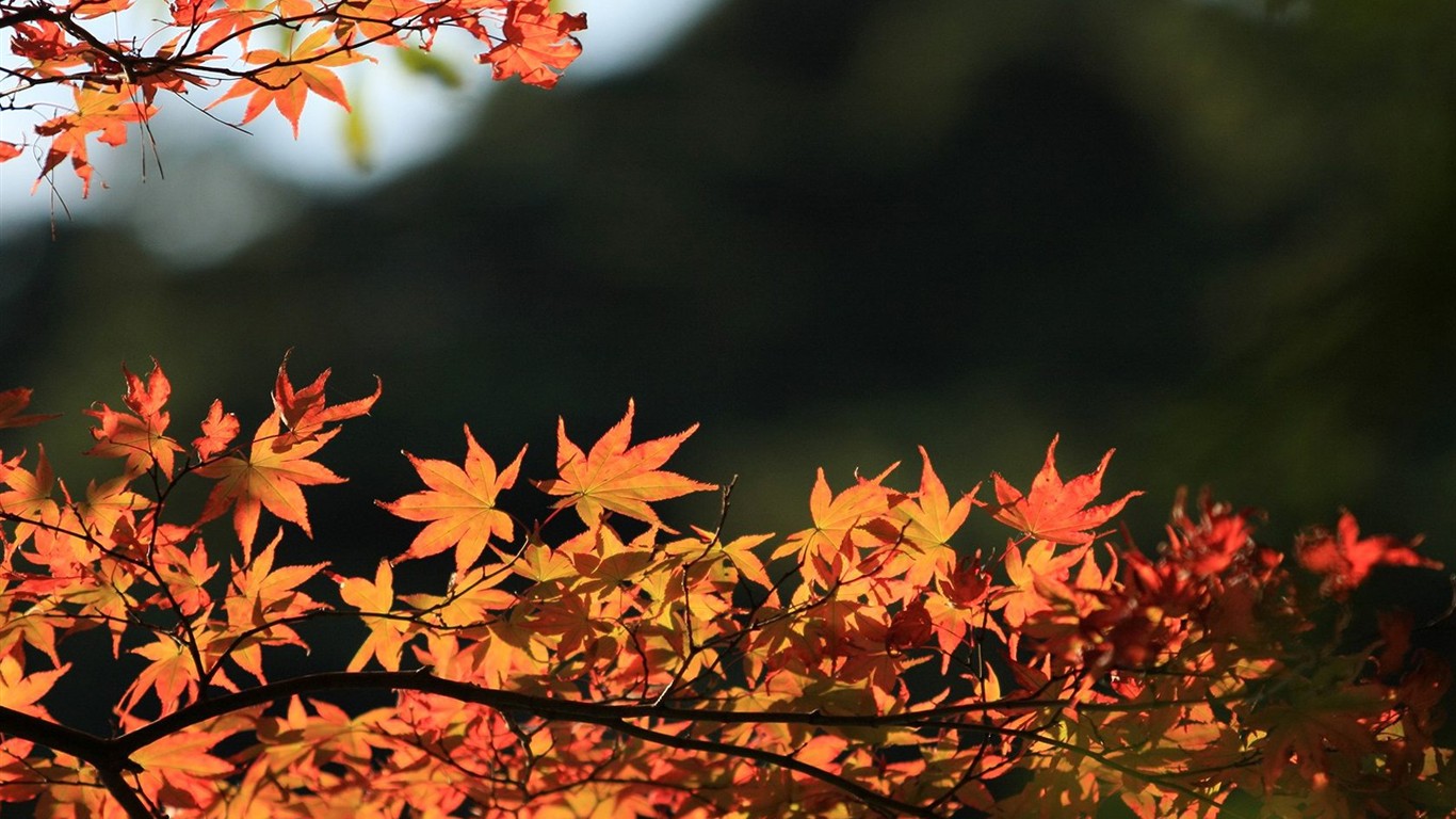 Japan Tour: Rokko Mountain leaves #34 - 1366x768