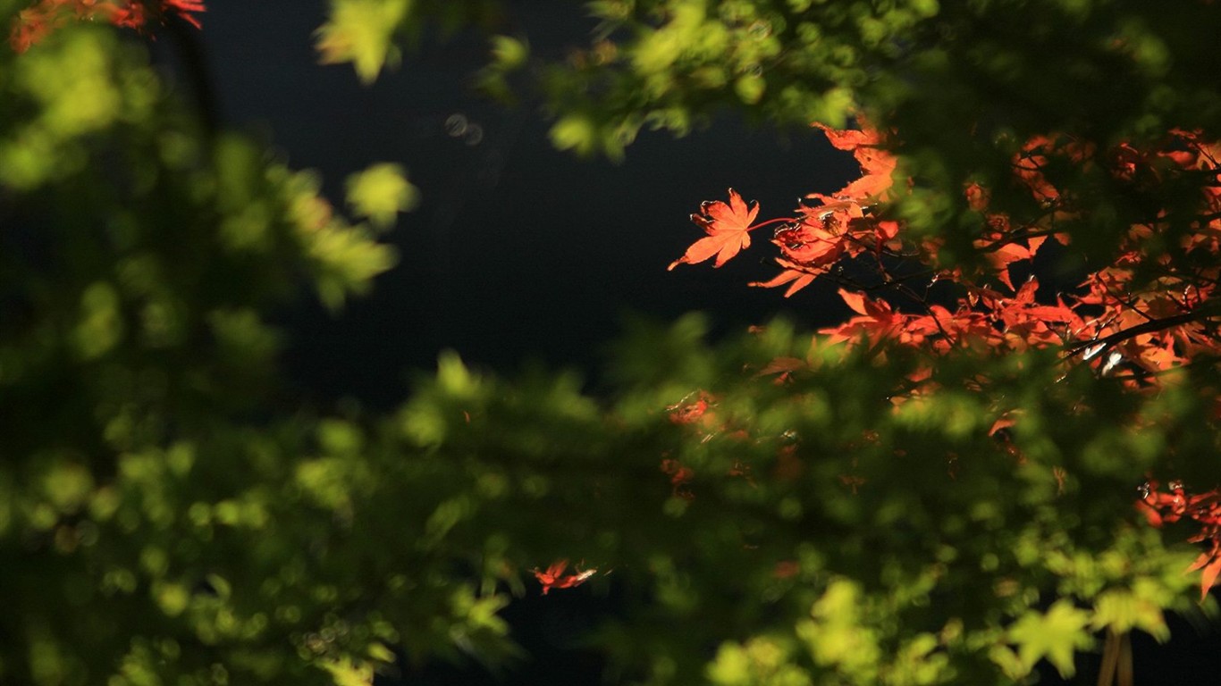 Japan Tour: Rokko Mountain leaves #35 - 1366x768