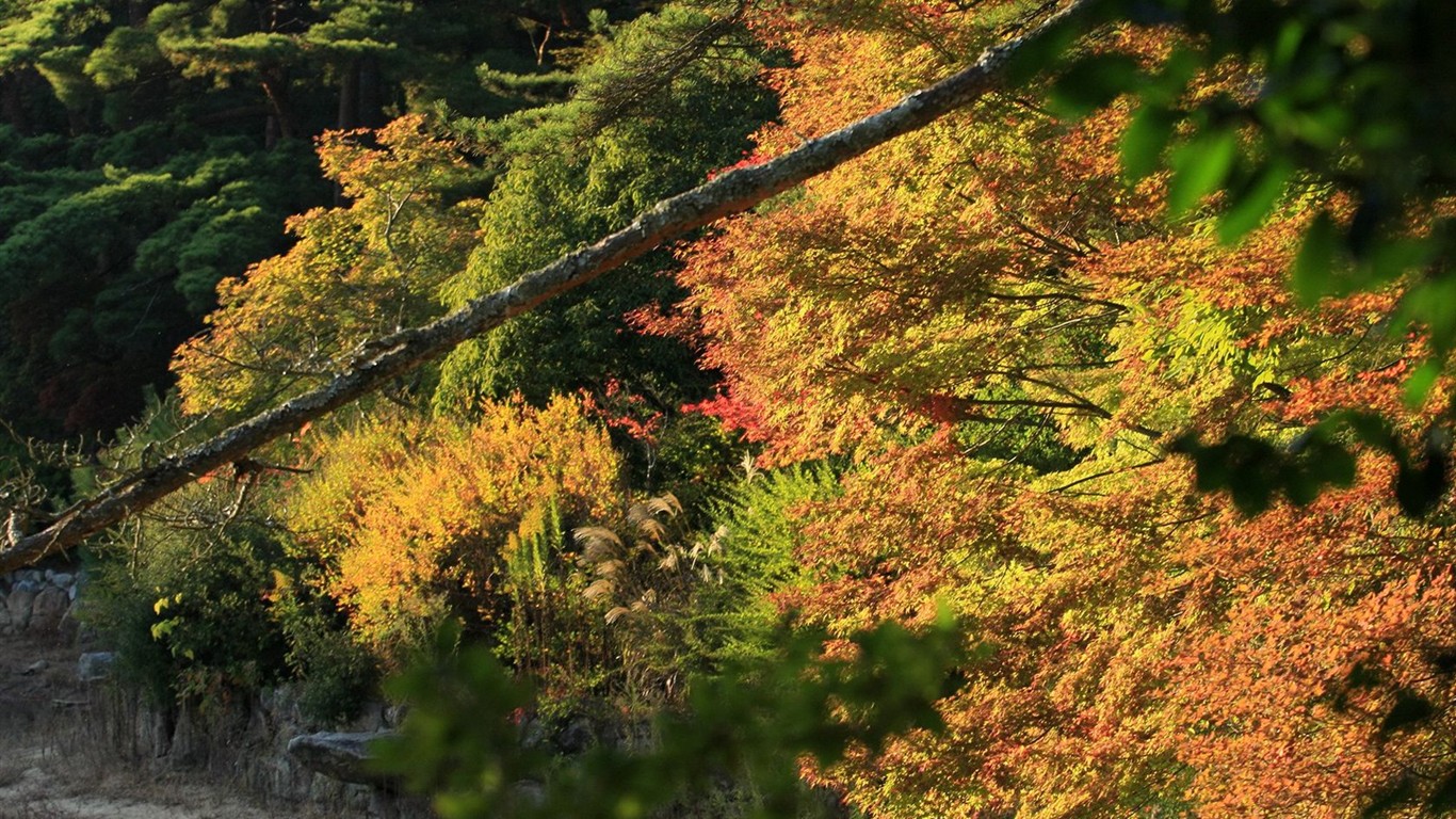 日本之旅：六甲山之紅葉 #36 - 1366x768