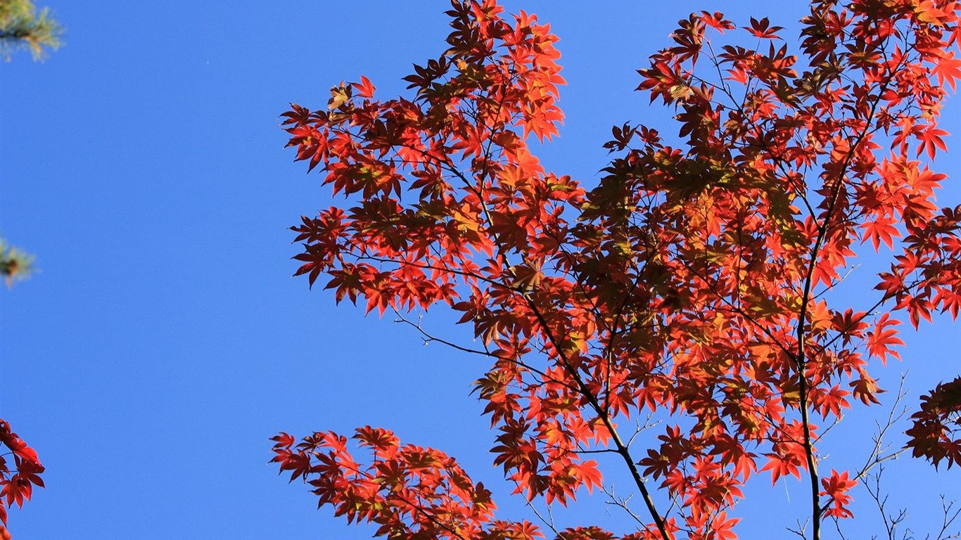 Japan Tour: Montañas Rokko hojas #37 - 1366x768