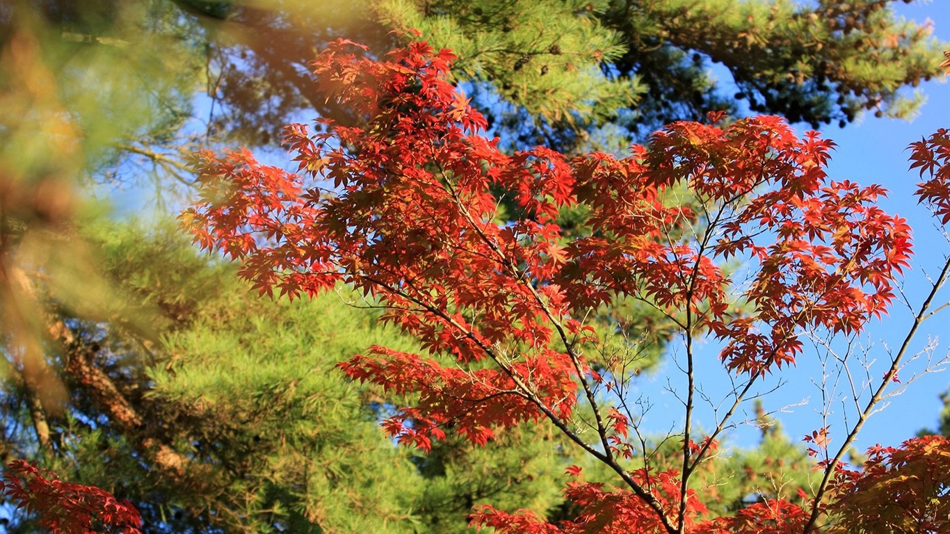 Japan Tour: Rokko Mountain leaves #38 - 1366x768