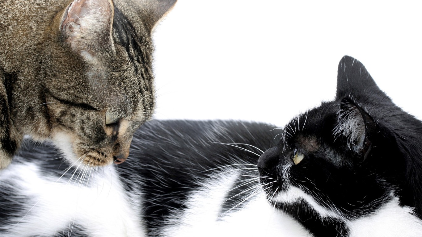 cat foto HD Tapety na plochu #20 - 1366x768