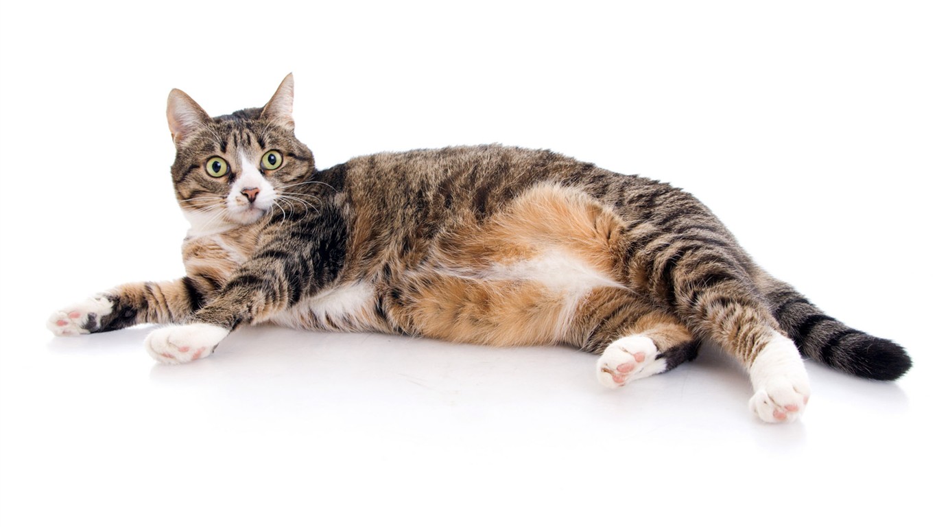 cat foto HD Tapety na plochu #23 - 1366x768