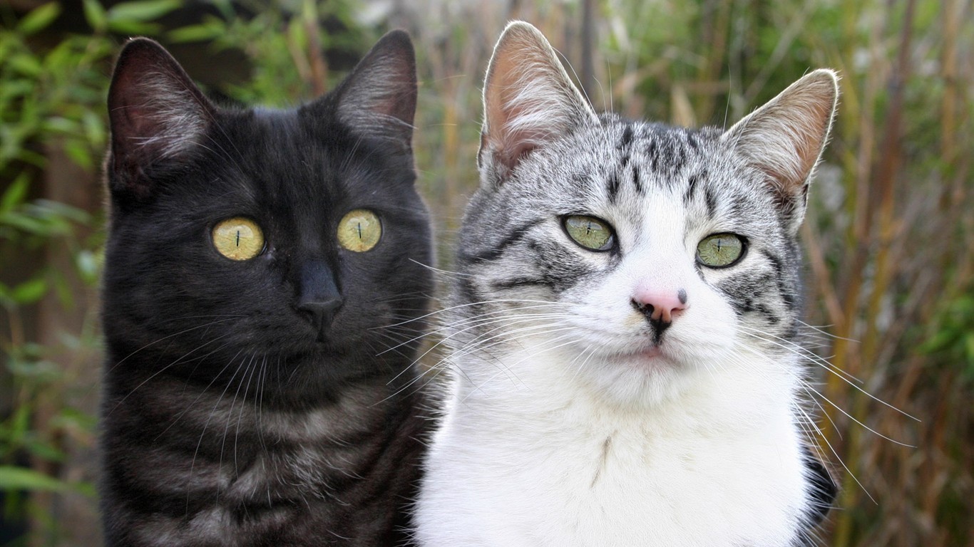 cat foto HD Tapety na plochu #30 - 1366x768